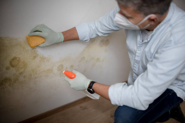 Best Residential Mold Removal  in Lake Clarke Shores, FL